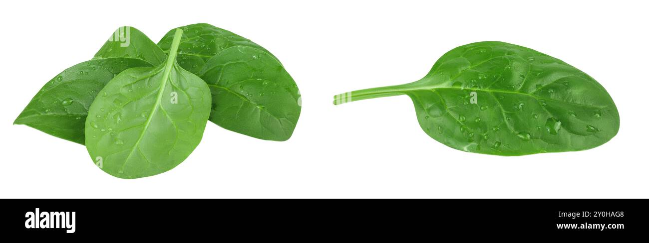 Baby spinach leaves isolated on white background Stock Photo - Alamy