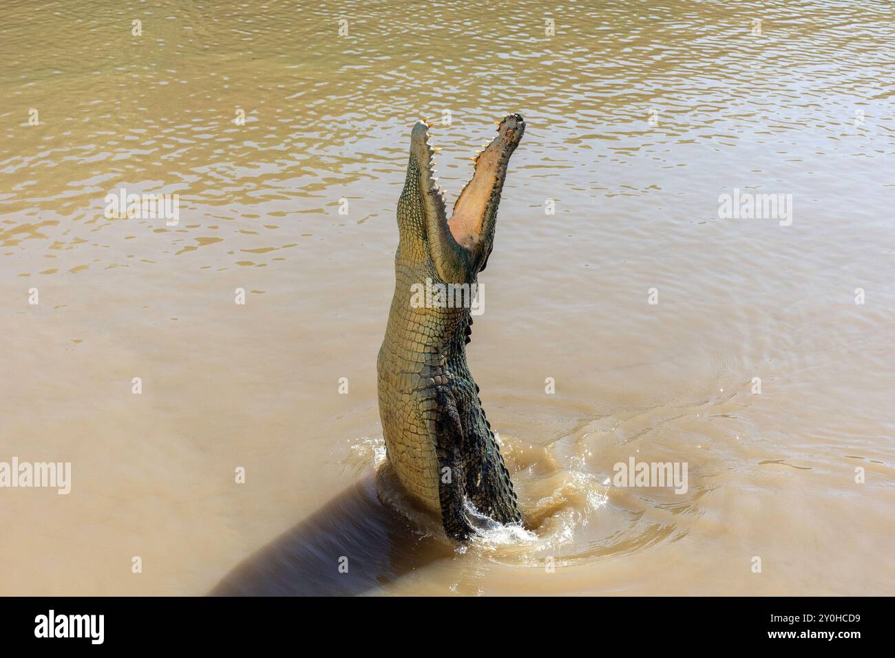 Freshwater crocodile (Crocodylus johnstoni) at Spectacular Jumping Crocodile Cruise, Beatrice Hill, Middle Point, Northern Territory, Australia Stock Photo