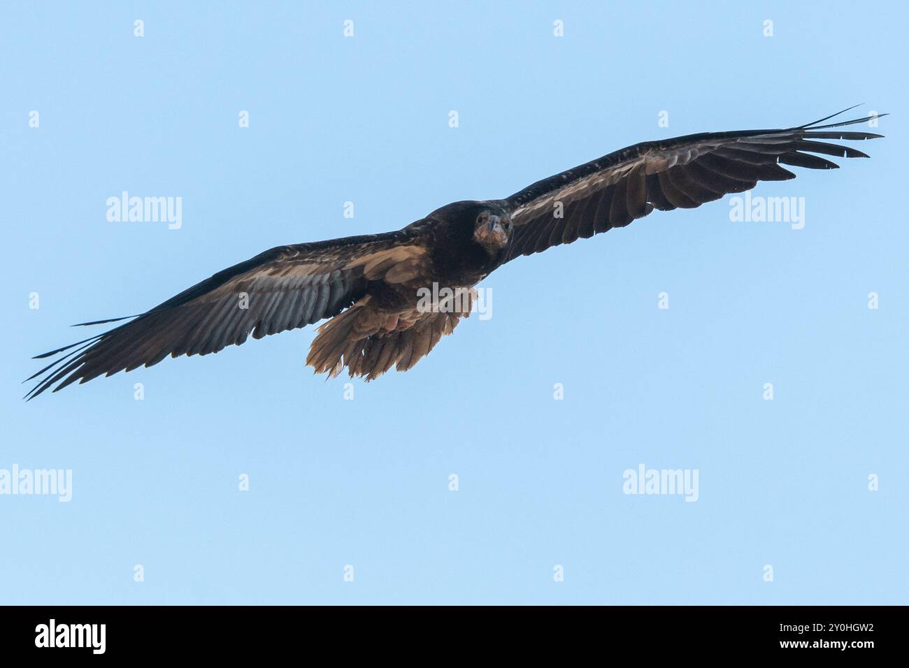 Vulture In Flight Egyptian vulture image hi-res stock photography and images - Alamy
