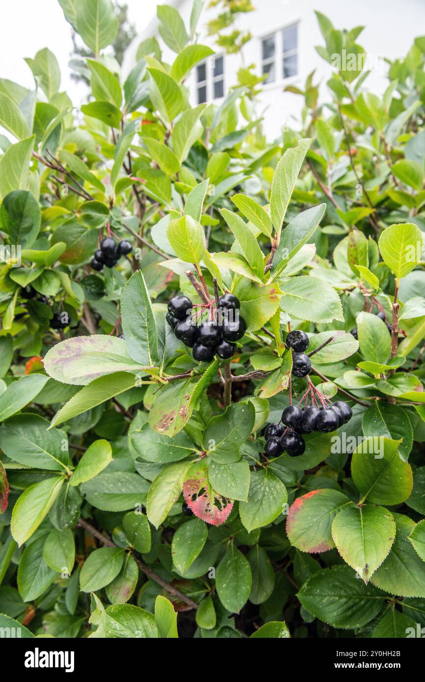 aronia berry on tree closeup Stock Photo
