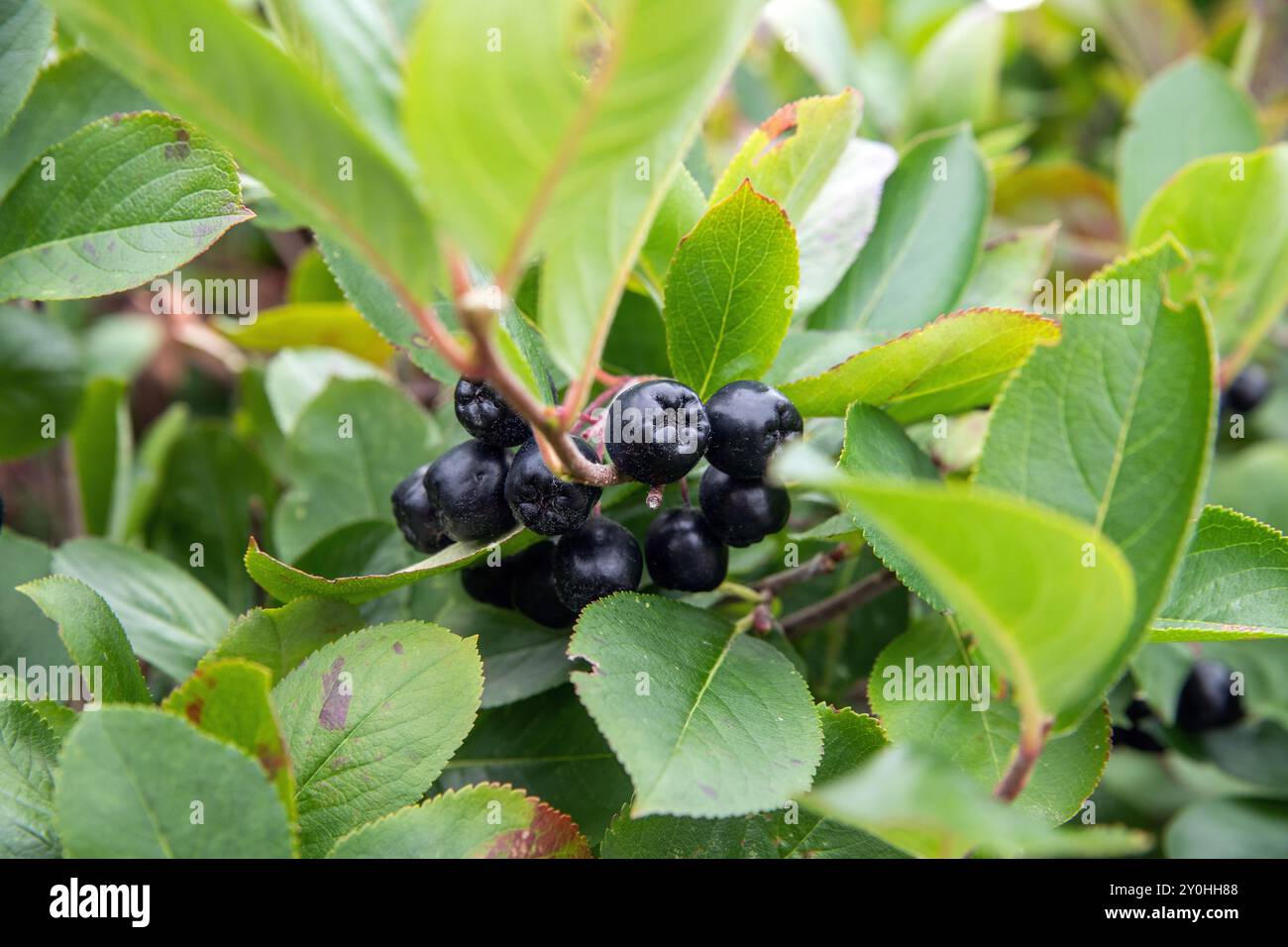aronia berry on tree closeup Stock Photo