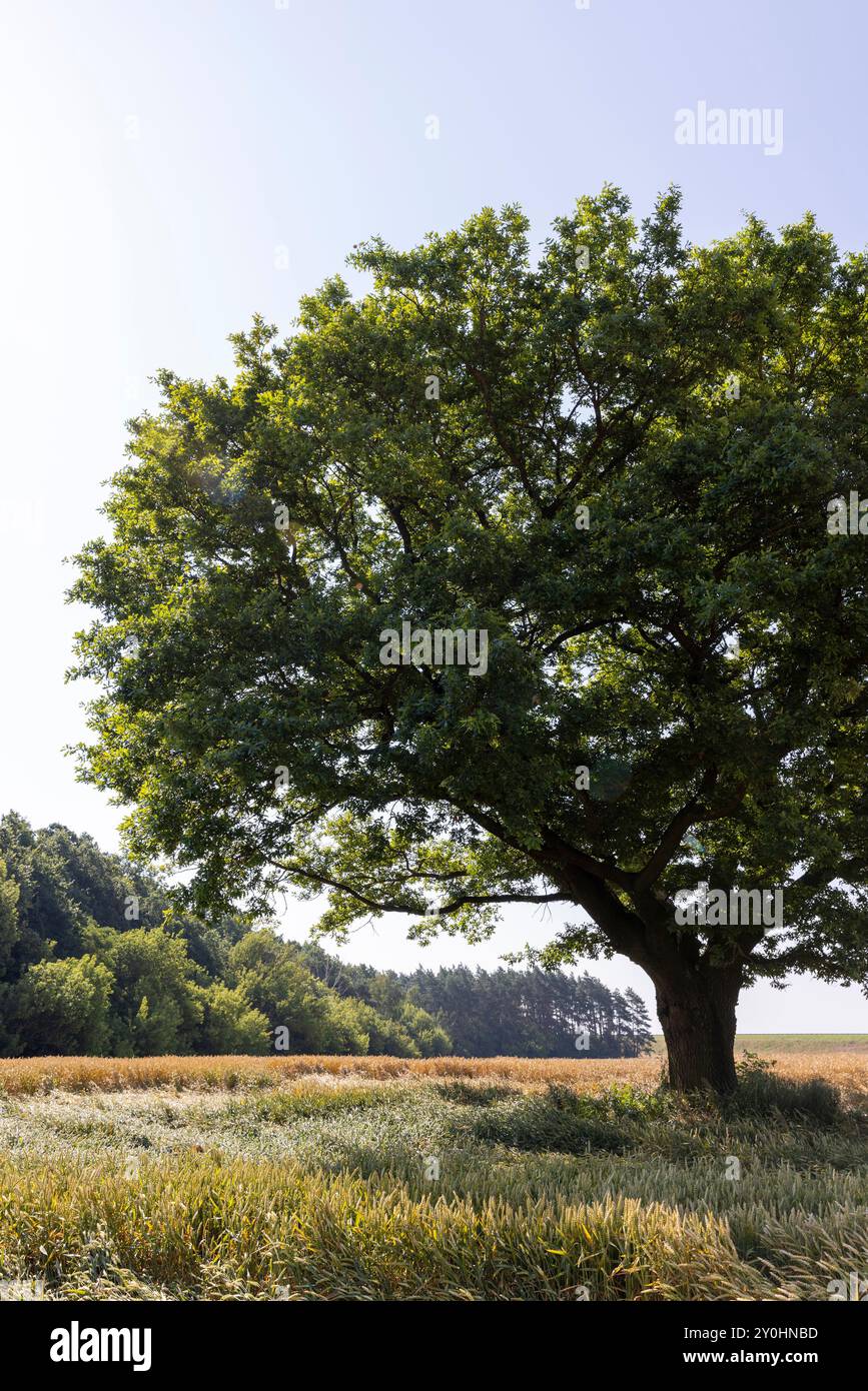 Growing in a field with ripening wheat, a lone oak with green foliage ...