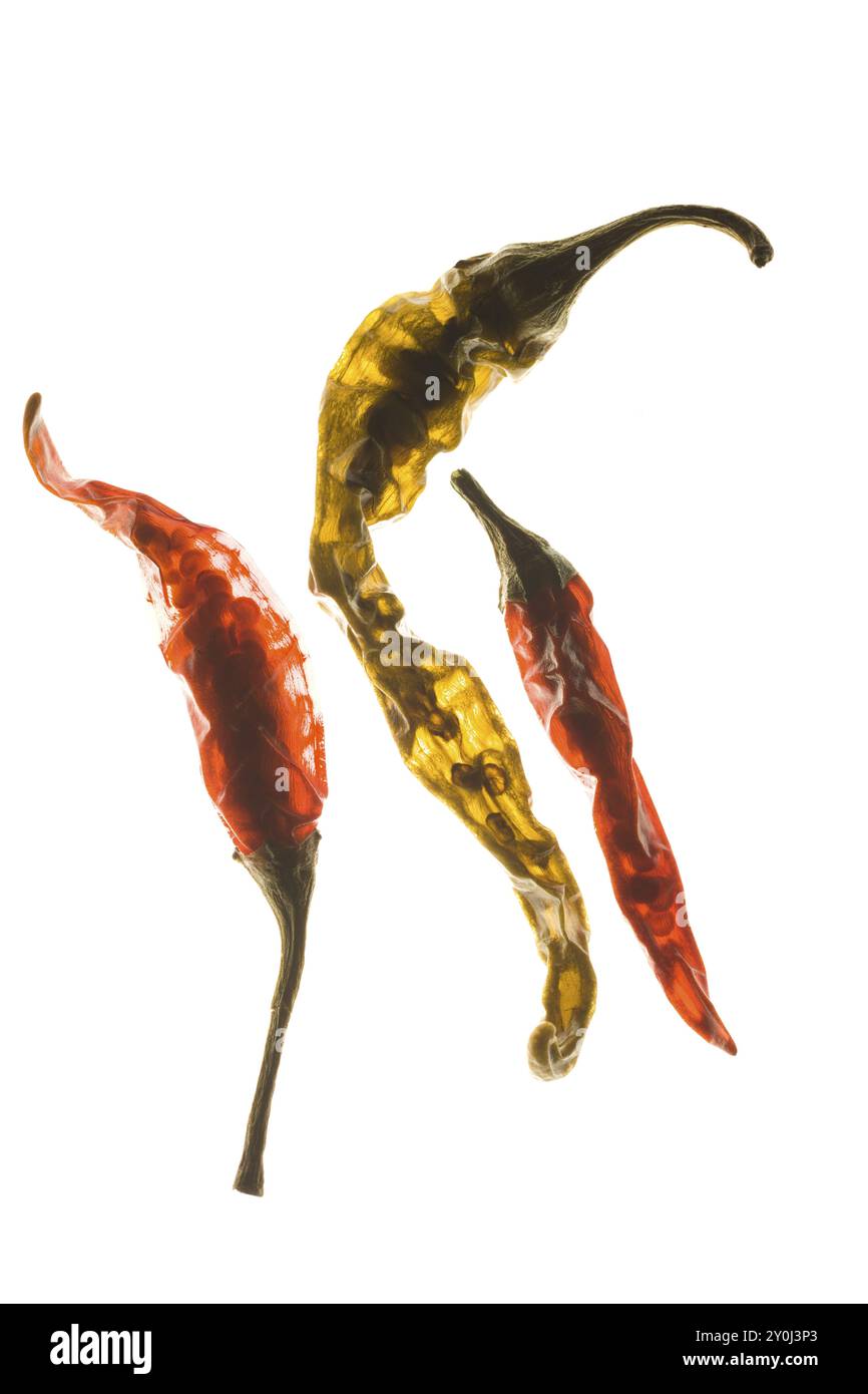 Three dried chili peppers are dsiplayed on a backlit background showing