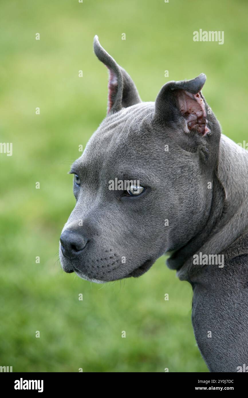 Gator mouth pitbull puppies for sale hot sale