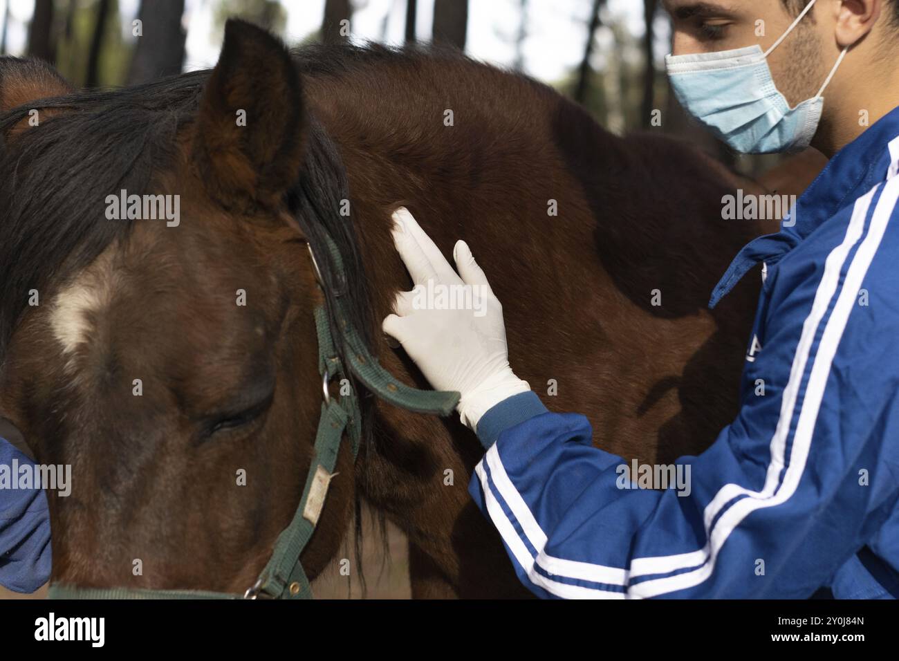 Photo inspiration: Prepared Veterinarian Pulse Responsive Armlity Reference: Taking The Pulse Hi Res Stock Photography And Images