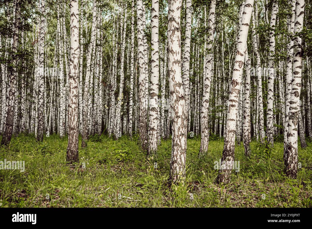 Birch grove in spring, birch tree trunks as a background. Stock Photo