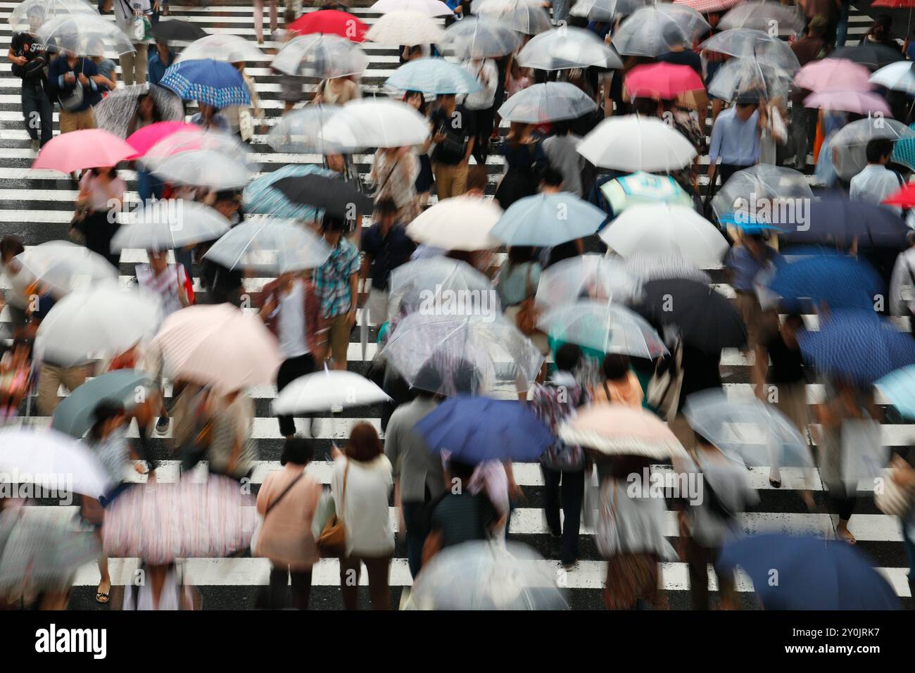People going across pedestrian crossing with umbrellas Stock Photo - Alamy