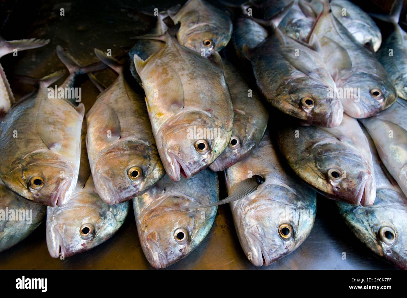 Fresh fish for sale at a seafood market. Phuket, Thailand Stock Photo ...