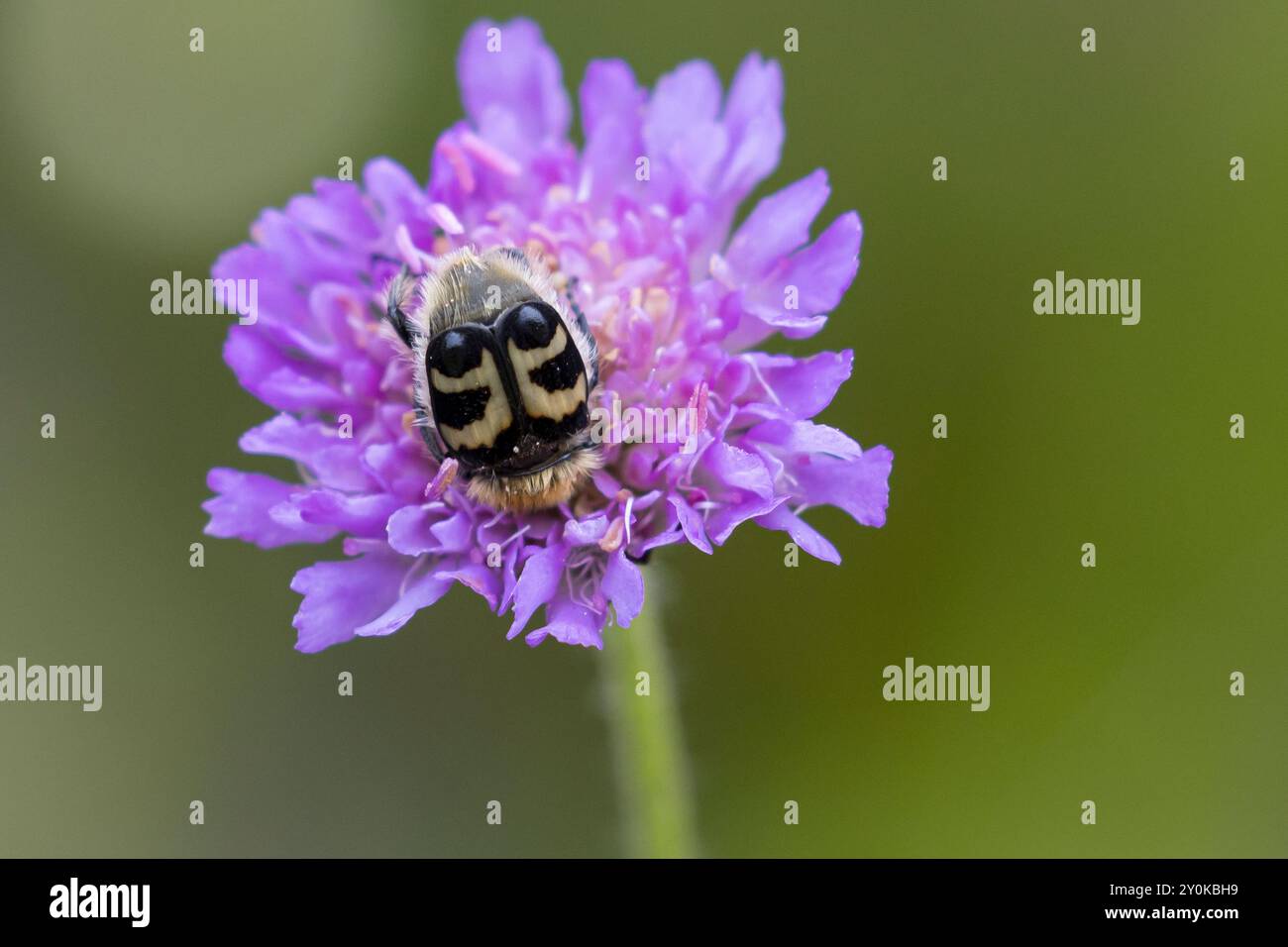 Gebänderter Pinselkäfer, Pinselkäfer, Blütenbesuch, Trichius fasciatus, bee chafer, Eurasian Bee Beetle, Bee Beetle, La Trichie fasciée Stock Photo