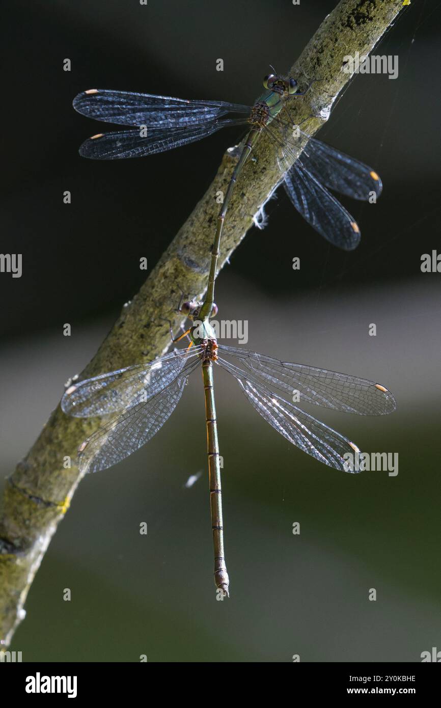Weidenjungfer, Gemeine Weidenjungfer, Westliche Weidenjungfer, Große Binsenjungfer, Paarung, Pärchen, Tandem, Männchen und Weibchen, Chalcolestes viri Stock Photo