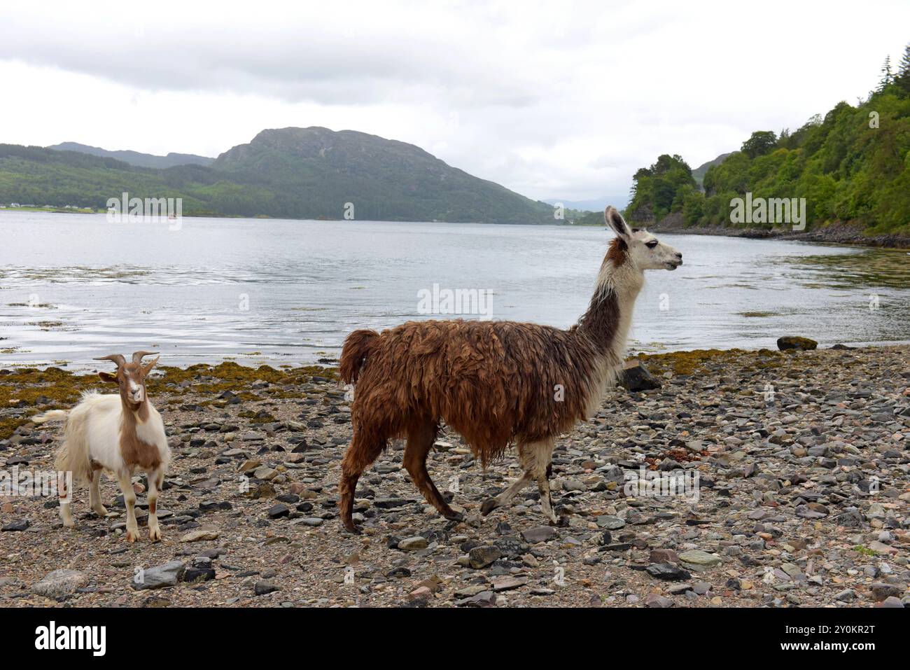 A goat and llama on the beach of Loch Carron, Craig Highland farm, Plockton, Scotland, July 2024 Stock Photo