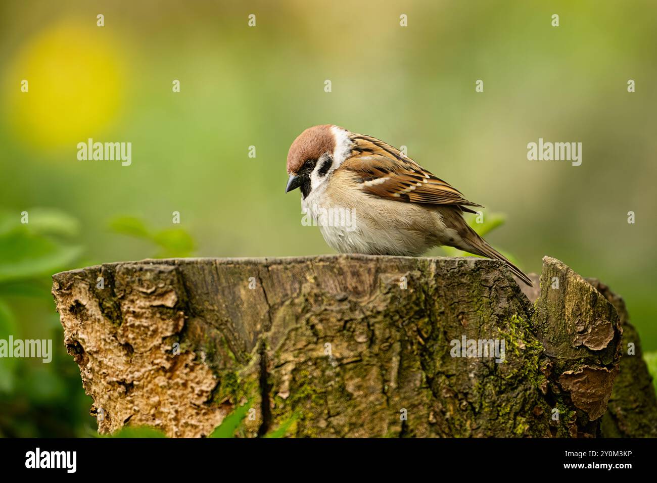 Single tree sparrow (Passer montanus) sitting on tree stump in woodland, taken at RSPB Loch Leven nature reserve, Scotland, UK. Stock Photo