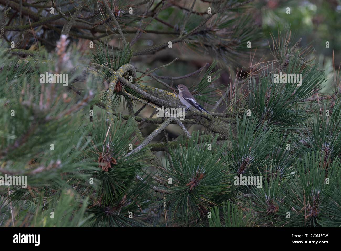 Pied Flycatcher (Ficedula hypoleuca) female/first winter Norfolk September 2024 Stock Photo