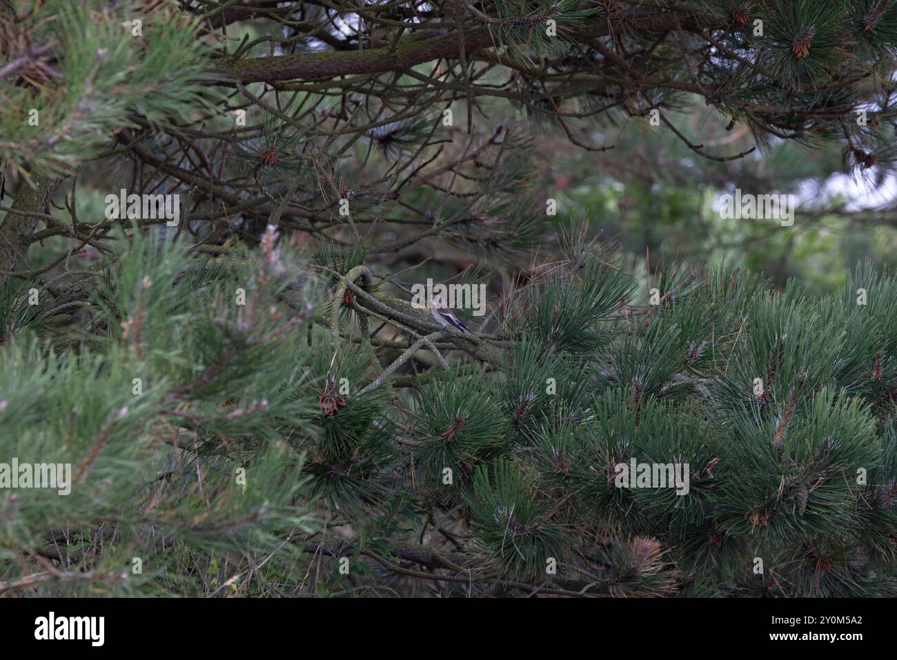 Pied Flycatcher (Ficedula hypoleuca) female/first winter Norfolk September 2024 Stock Photo