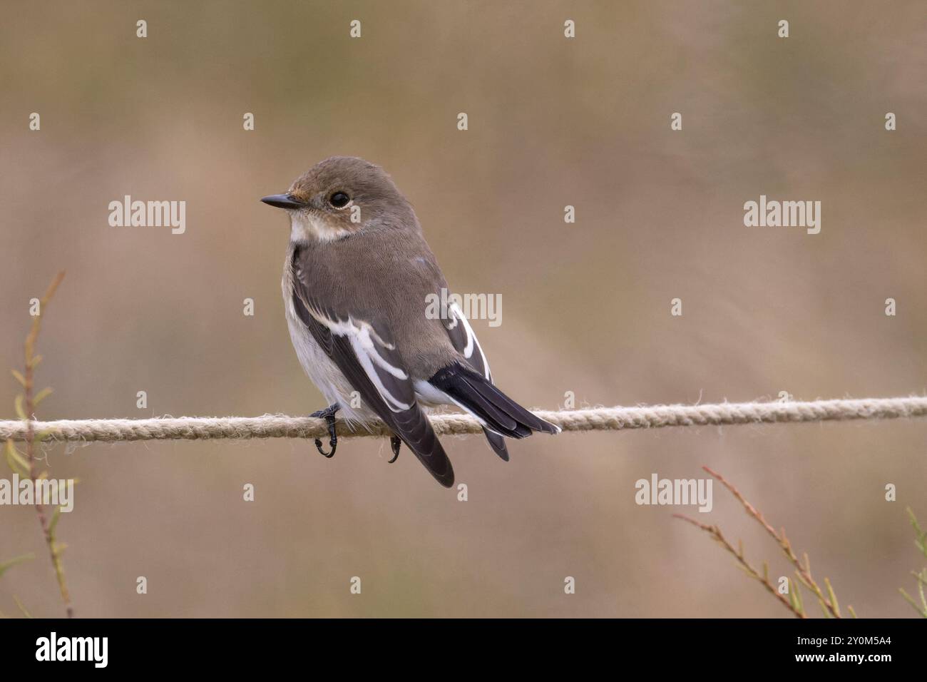 Pied Flycatcher (Ficedula hypoleuca) female/first winter Norfolk September 2024 Stock Photo
