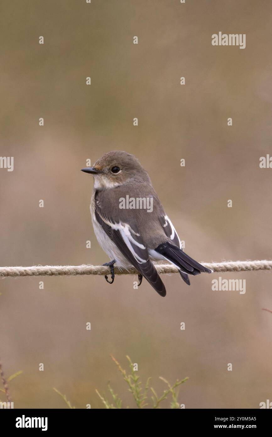 Pied Flycatcher (Ficedula hypoleuca) female/first winter Norfolk September 2024 Stock Photo