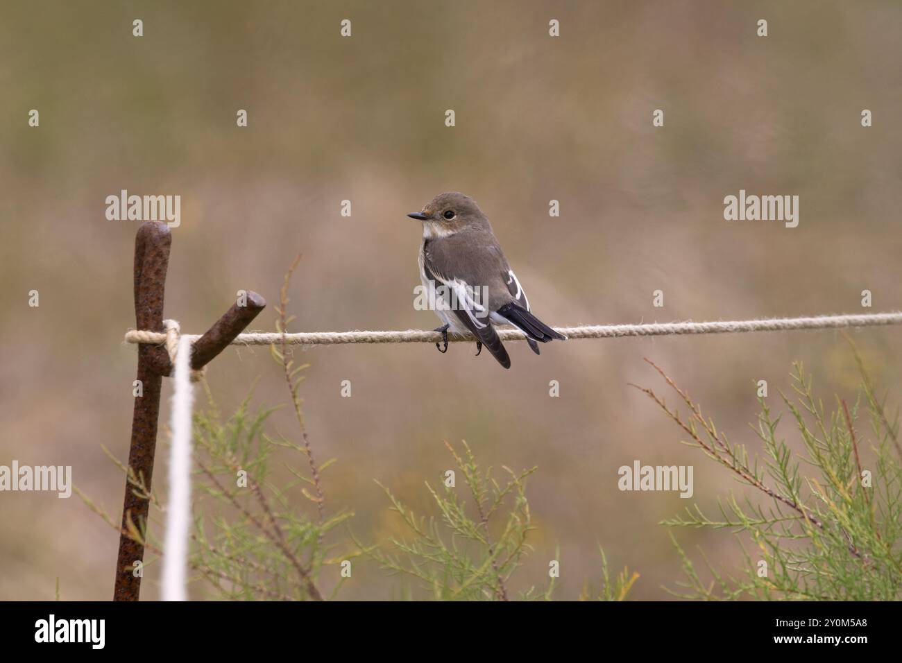 Pied Flycatcher (Ficedula hypoleuca) female/first winter Norfolk September 2024 Stock Photo