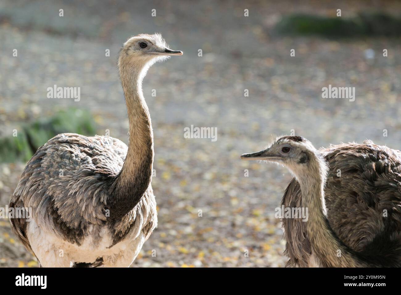 Greater rhea captivity hi-res stock photography and images - Alamy
