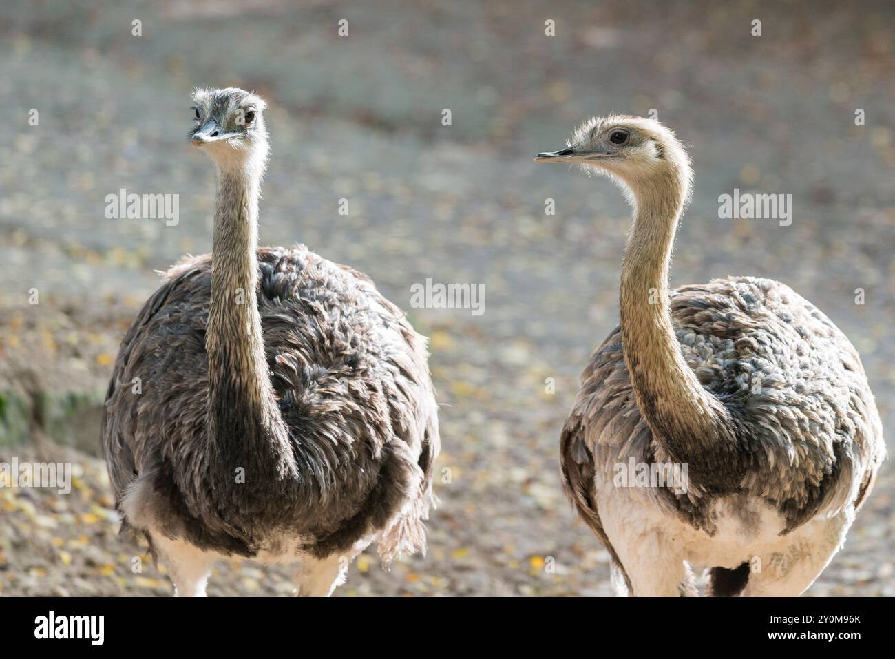 Standing next to each other hi-res stock photography and images - Alamy