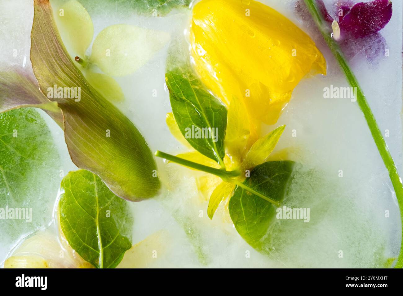Colorful flowers in ice. Frozen fresh calla lilies in an ice cube. Frozen  flora. Texture of cold water. flower close-up, full frame. Blur and  selectiv Stock Photo - Alamy, image size:1300x956