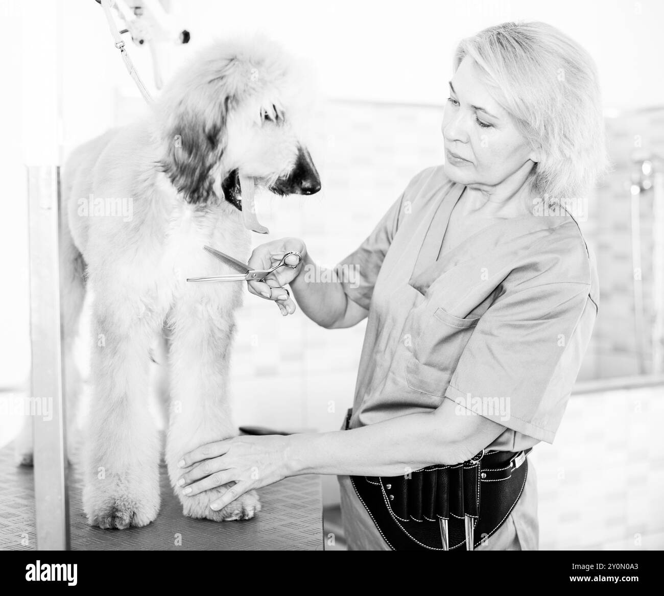 Woman hairdresser cuts Afghan puppy Shepherd in beauty salon for animals Stock Photo