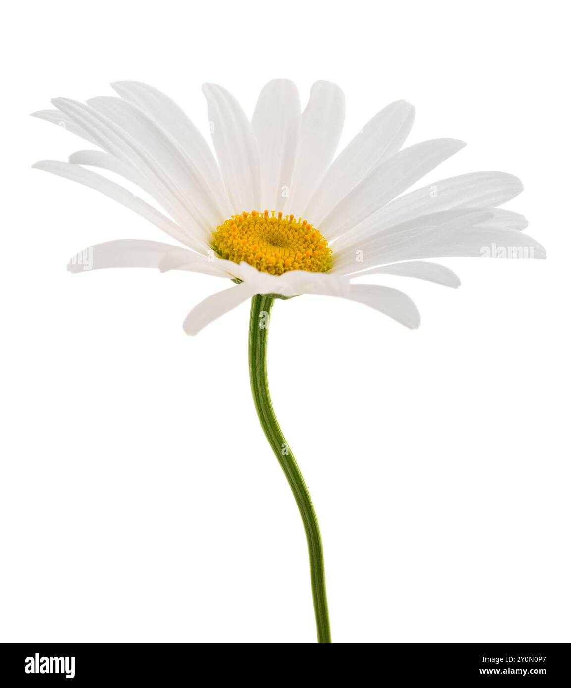White daisy  isolated on white background Stock Photo