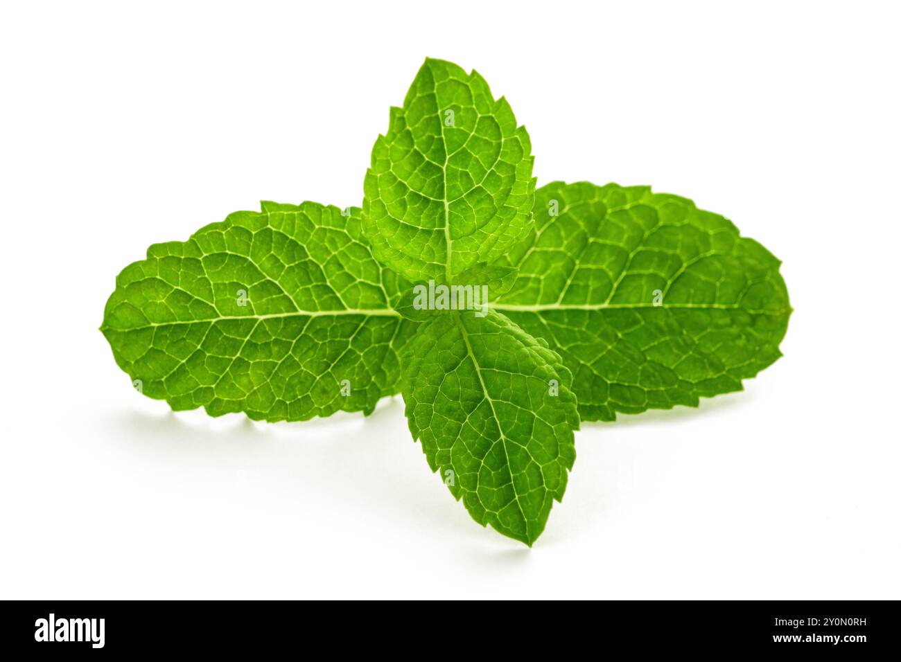 Fresh mint isolated on white background Stock Photo