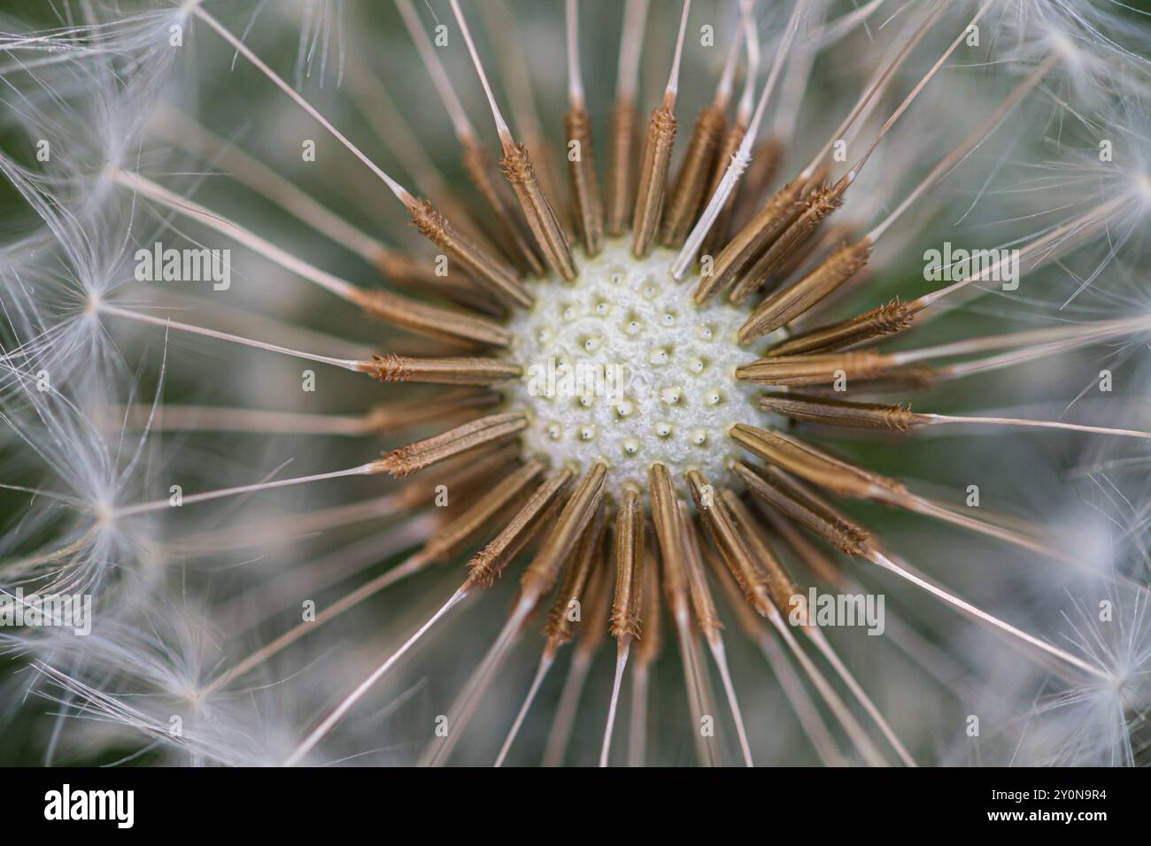 Close detail of Common Dandelion (taraxacum officinale) seeds Stock