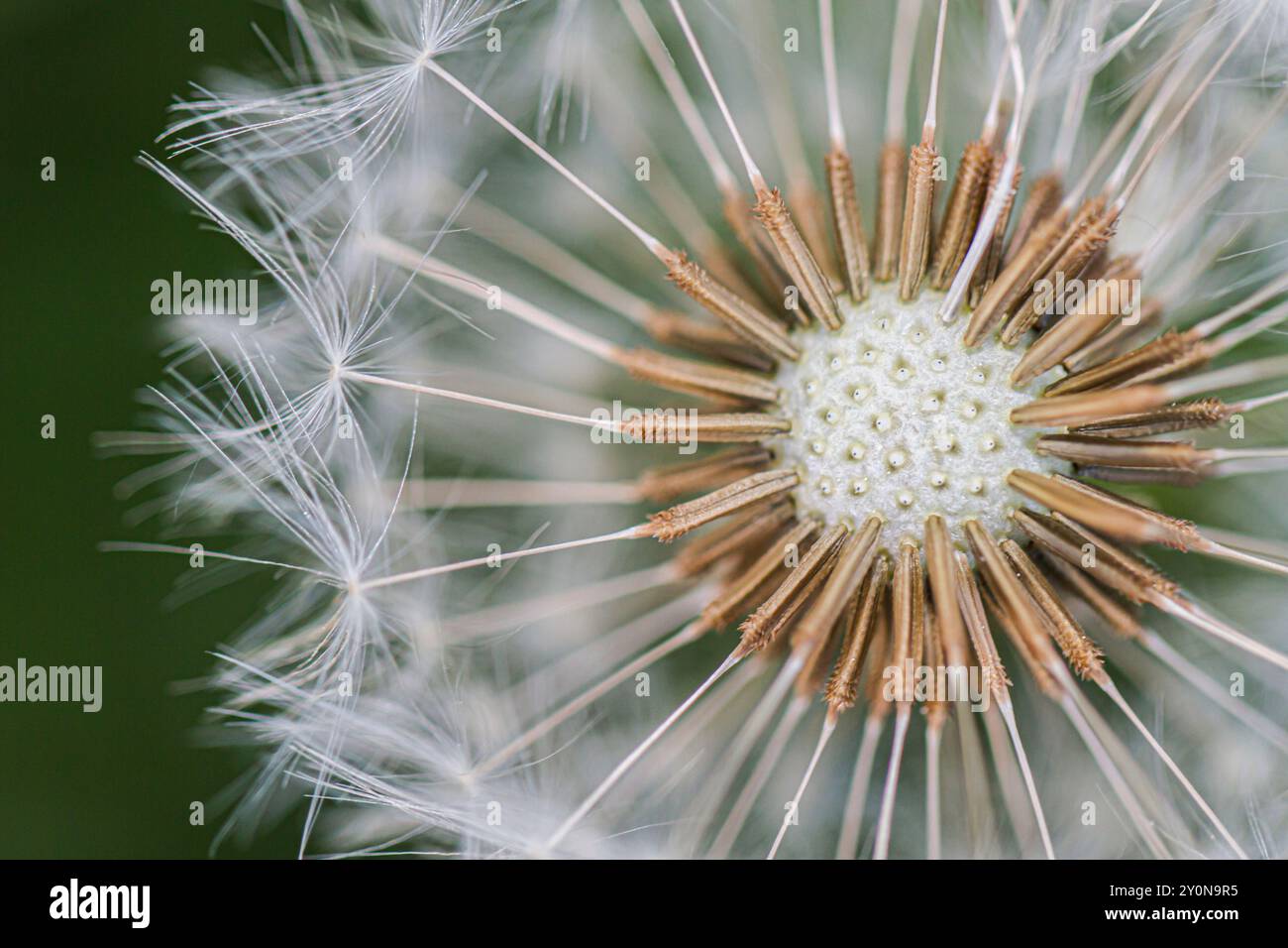 Close detail of Common Dandelion (taraxacum officinale) seeds Stock