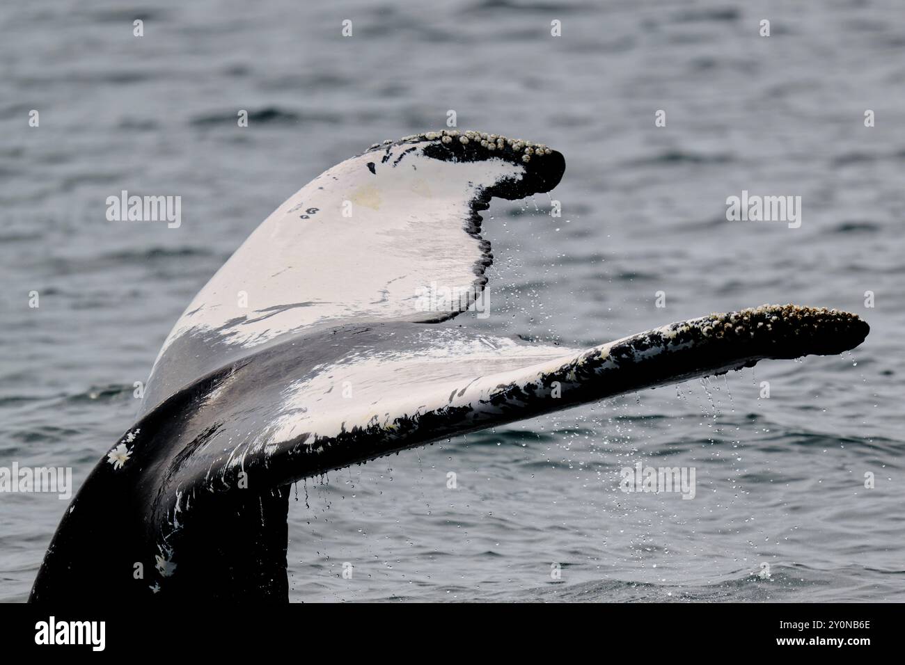 A Humpback whale dives Stock Photo