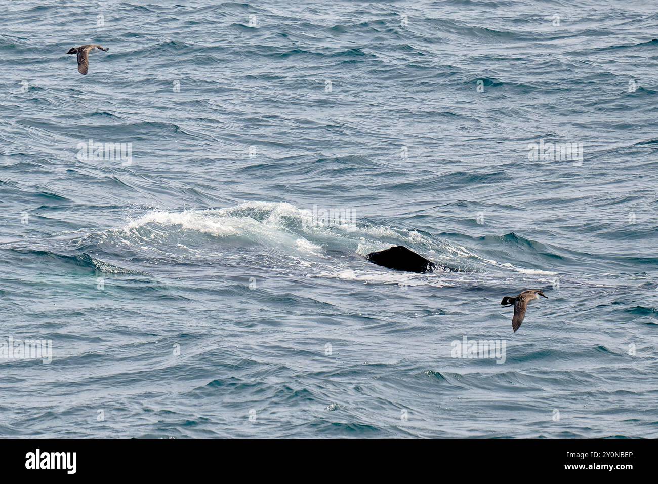 Humpback whale black and white hi-res stock photography and images - Alamy