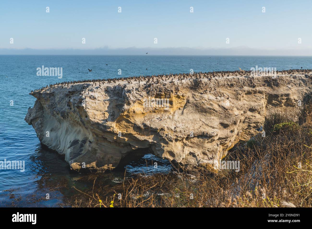 Bird colony rests on a cliff above the sea under a clear blue sky. Stock Photo