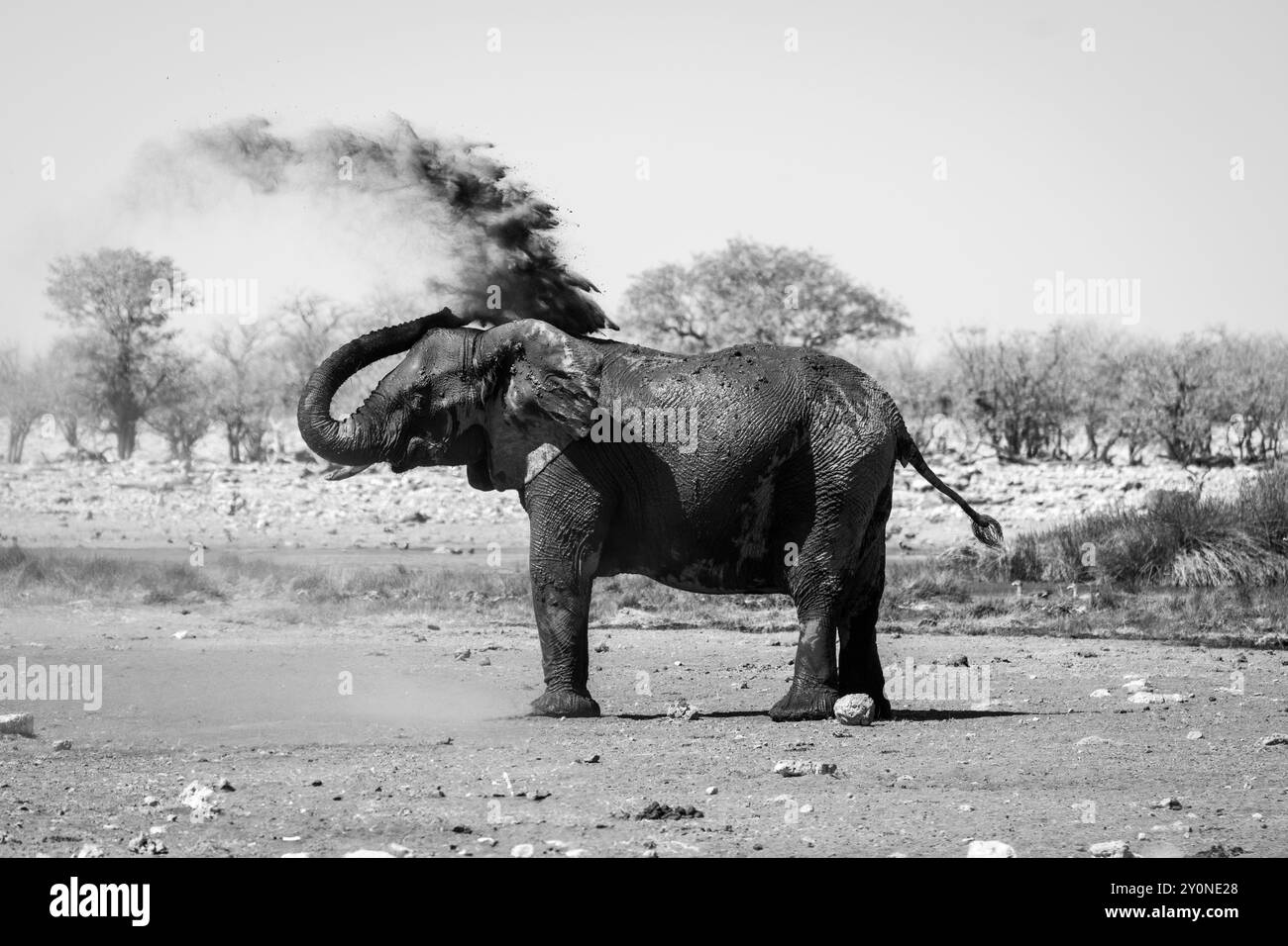 An adult African elephant spraying itself with dirt and dust to protect its skin from the sun in Etosha National Park, Namibia Stock Photo