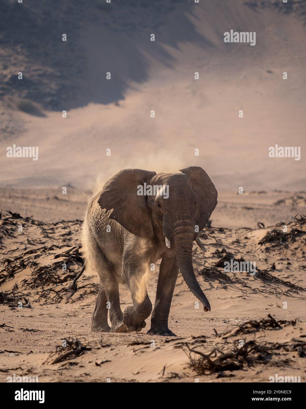 A large bull elephant spraying itself with dust to protect from the scorching sun in the desert of Damaraland, Namibia Stock Photo