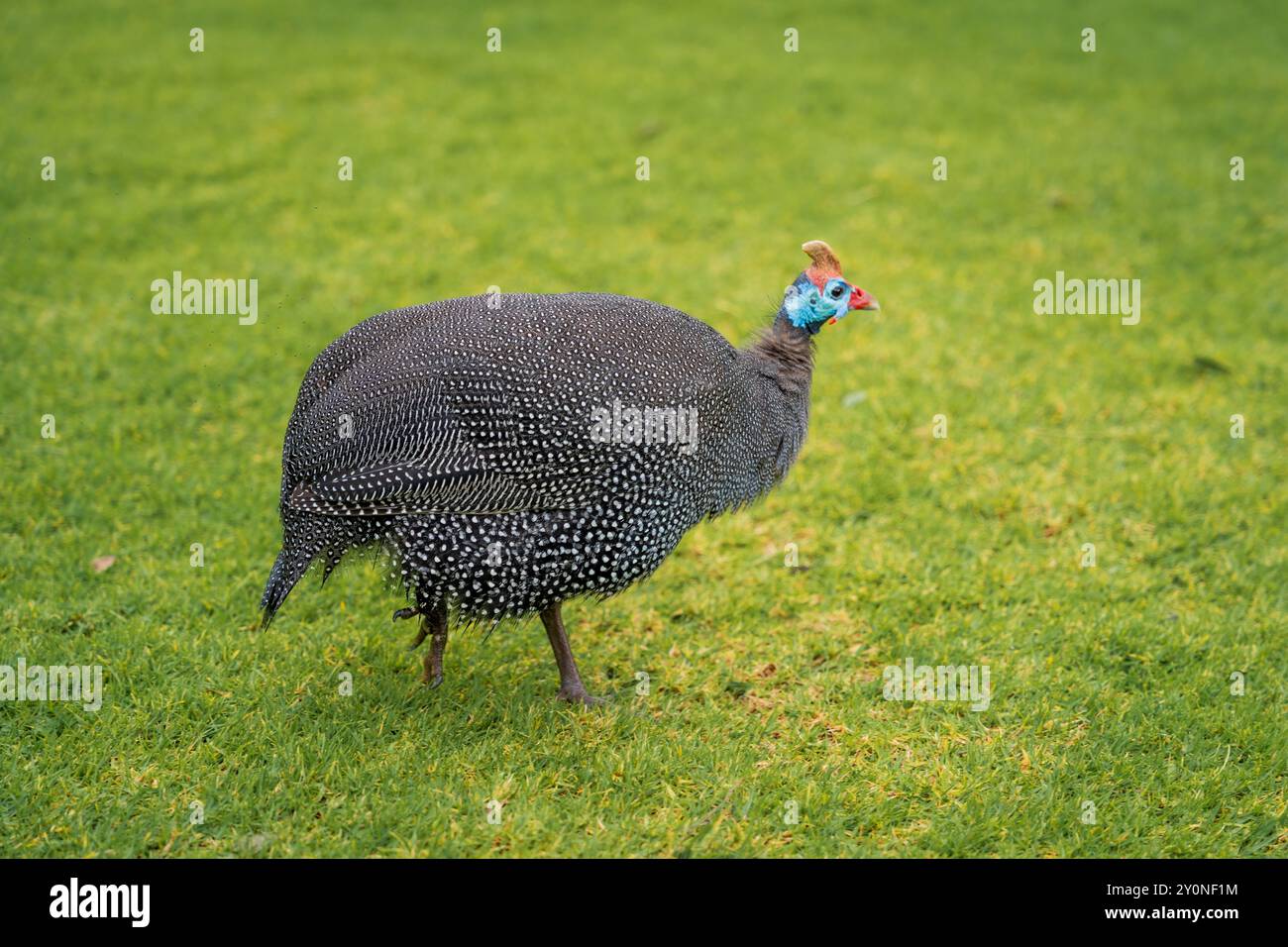 A close up of a helmeted guinea fowl walking across grass in Cape Town, South Africa Stock Photo