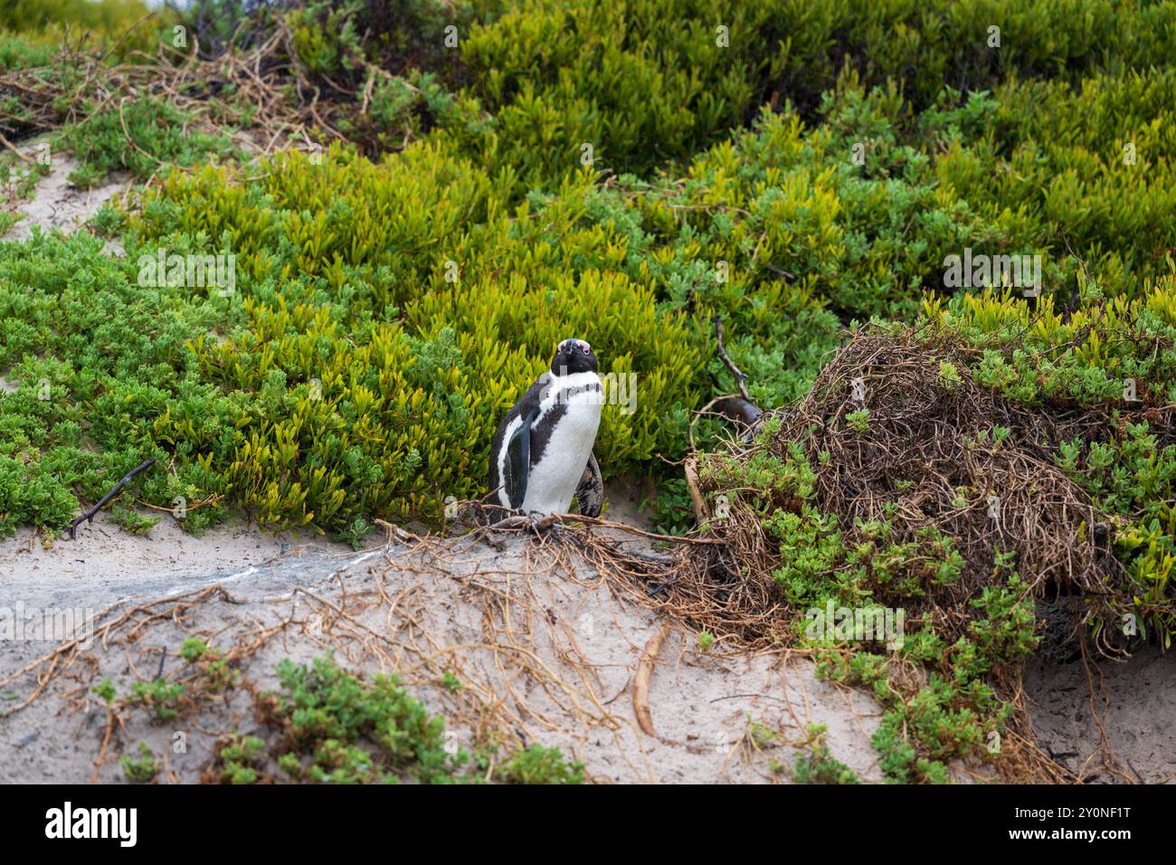 An African penguin sat on a rock among bushes on the edge of a beach in Cape Point, South Africa Stock Photo