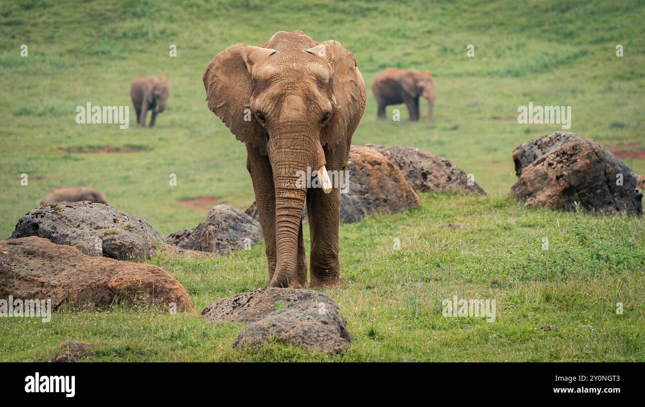 A big african elephant captured in its habitat visualizing the ...