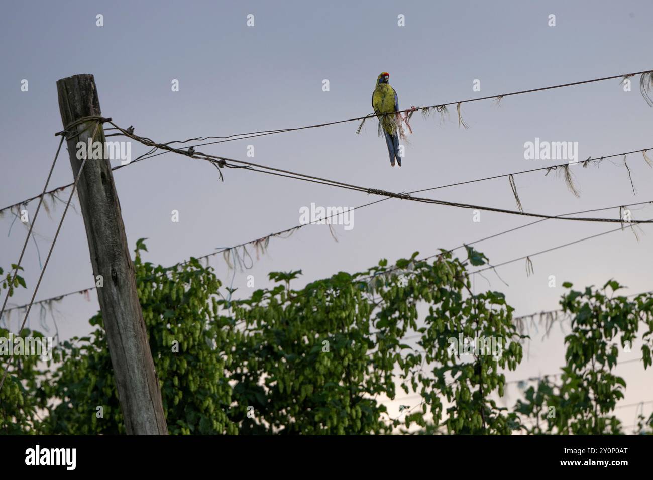 Hop wiring hi-res stock photography and images - Alamy