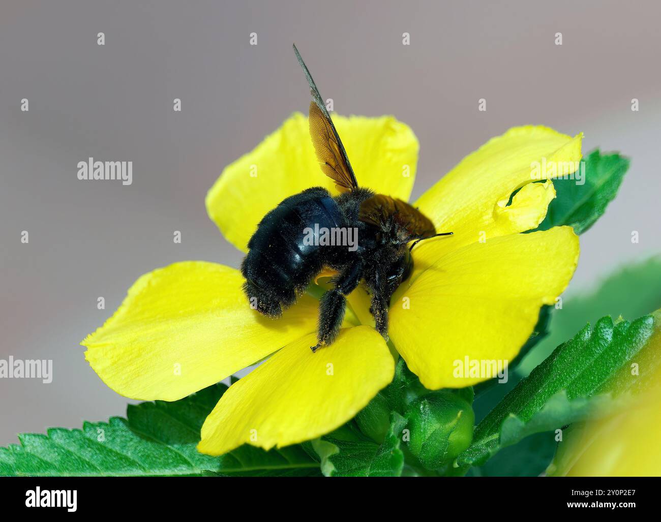 Galápagos carpenter bee, Abeille charpentière des Galapagos, Xylocopa darwini, galápagosi ácsméh, Isabela Island, Galápagos, Ecuador, South America Stock Photo