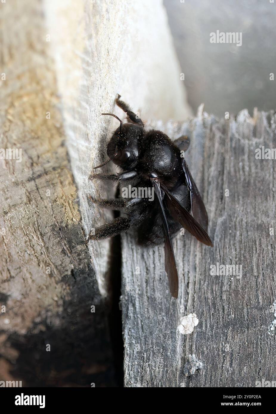 Galápagos carpenter bee, Abeille charpentière des Galapagos, Xylocopa darwini, galápagosi ácsméh, Isabela Island, Galápagos, Ecuador, South America Stock Photo