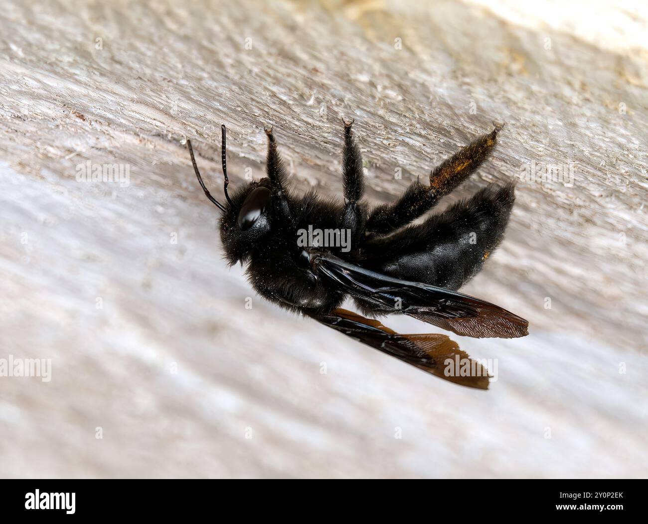 Galápagos carpenter bee, Abeille charpentière des Galapagos, Xylocopa darwini, galápagosi ácsméh, Isabela Island, Galápagos, Ecuador, South America Stock Photo