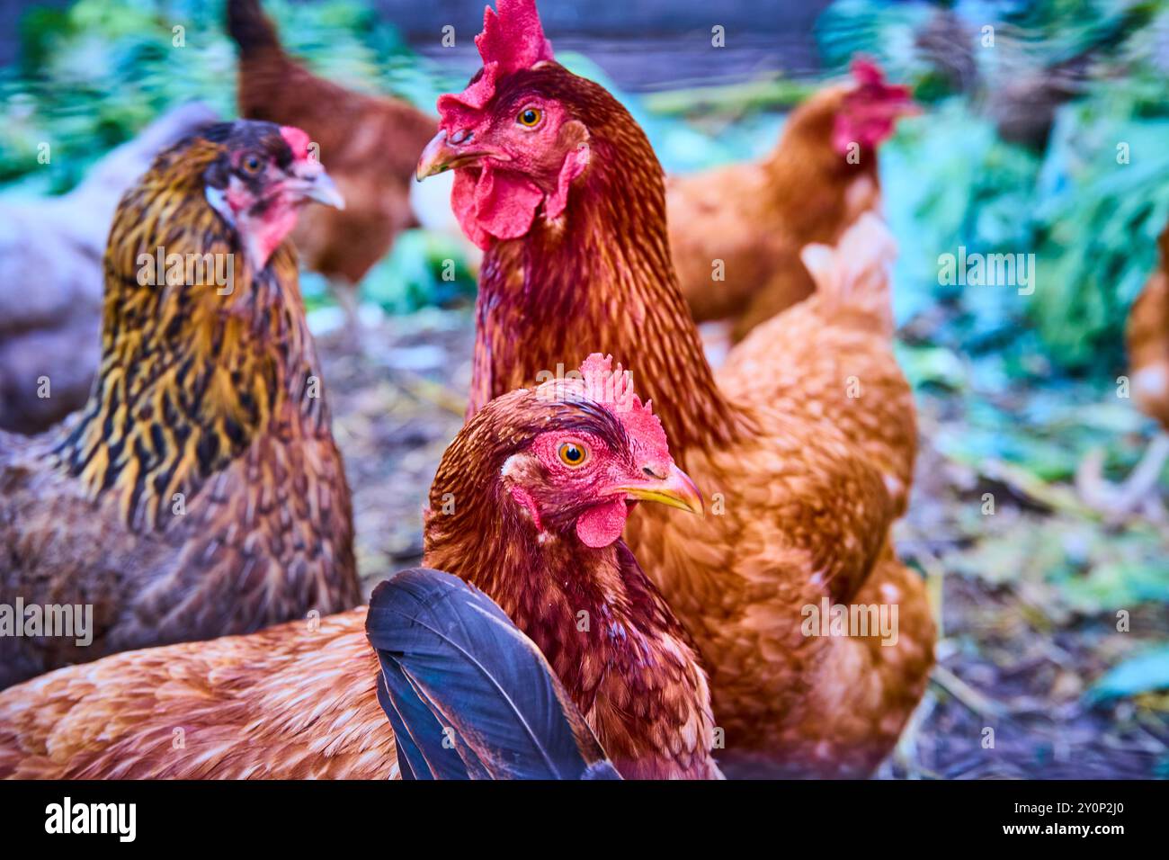 Vibrant Hens in Farmyard Setting Close-Up Stock Photo