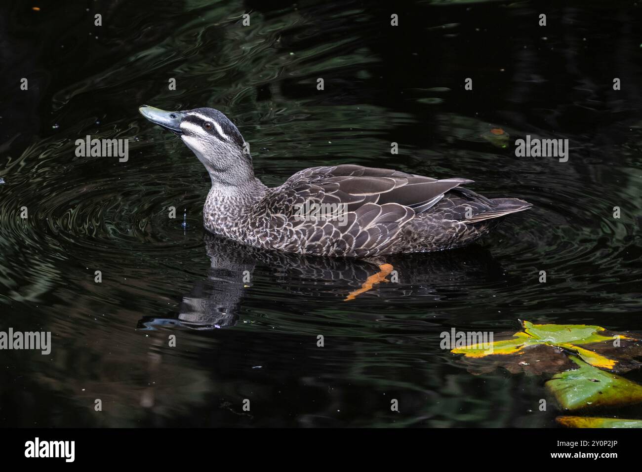 A duck swimming in a pond at the Royal Tasmanian Botanical Gardens, Queens Domain, Hobart, Tasmania, Australia Stock Photo