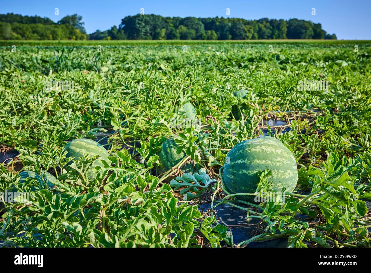 Watermelon field hi-res stock photography and images - Alamy