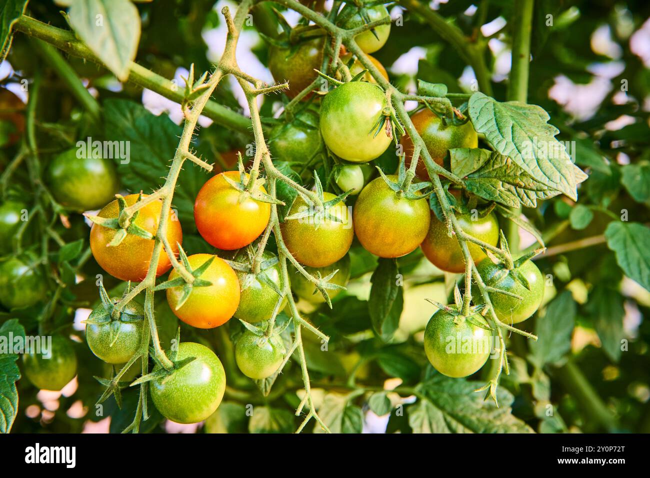Ripening Cherry Tomatoes on Vine Close-Up Stock Photo