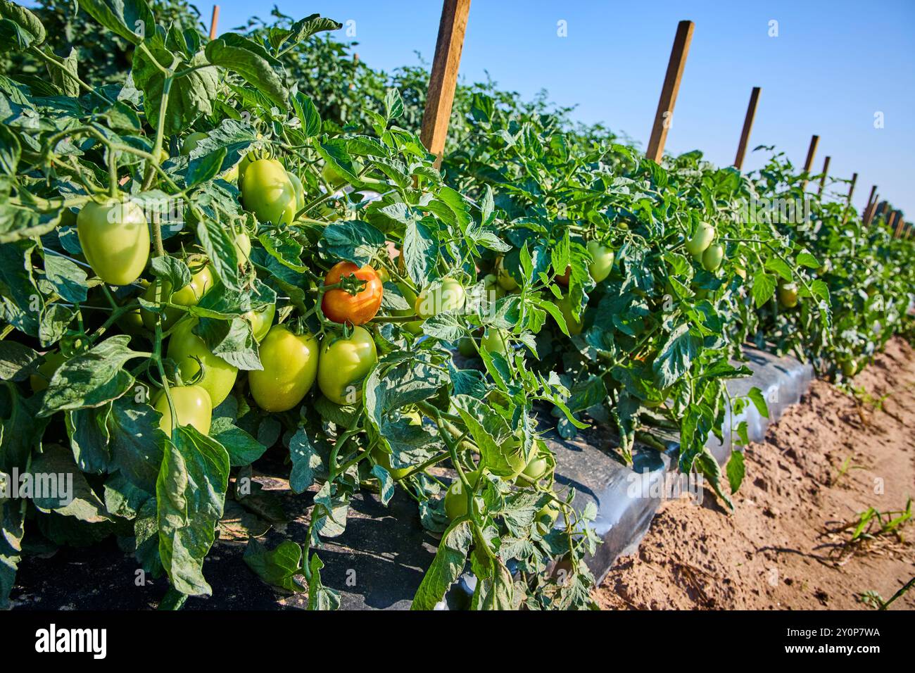 Thriving Tomato Plants on Farm Field EyeLevel Perspective Stock Photo