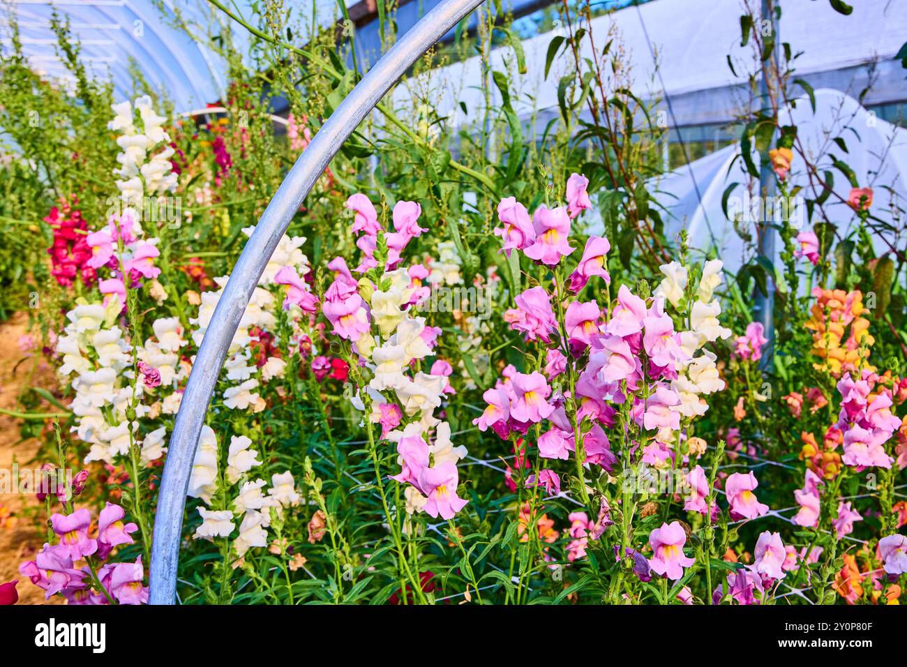 Lush Greenhouse Snapdragons in Bloom Eye-Level View Stock Photo