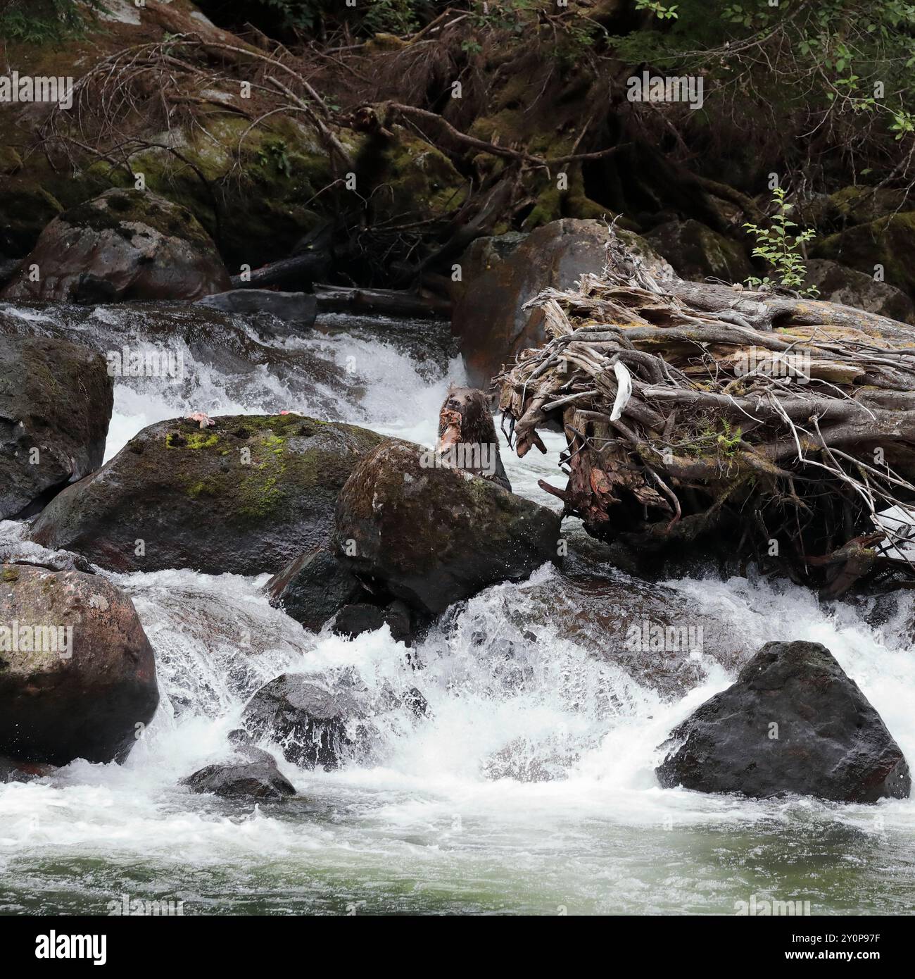 A grizzly bear (Ursus arctos horribilis) standing on rocks in a waterfall on the Kakweiken River, eating salmon that it has caught while fishing Stock Photo