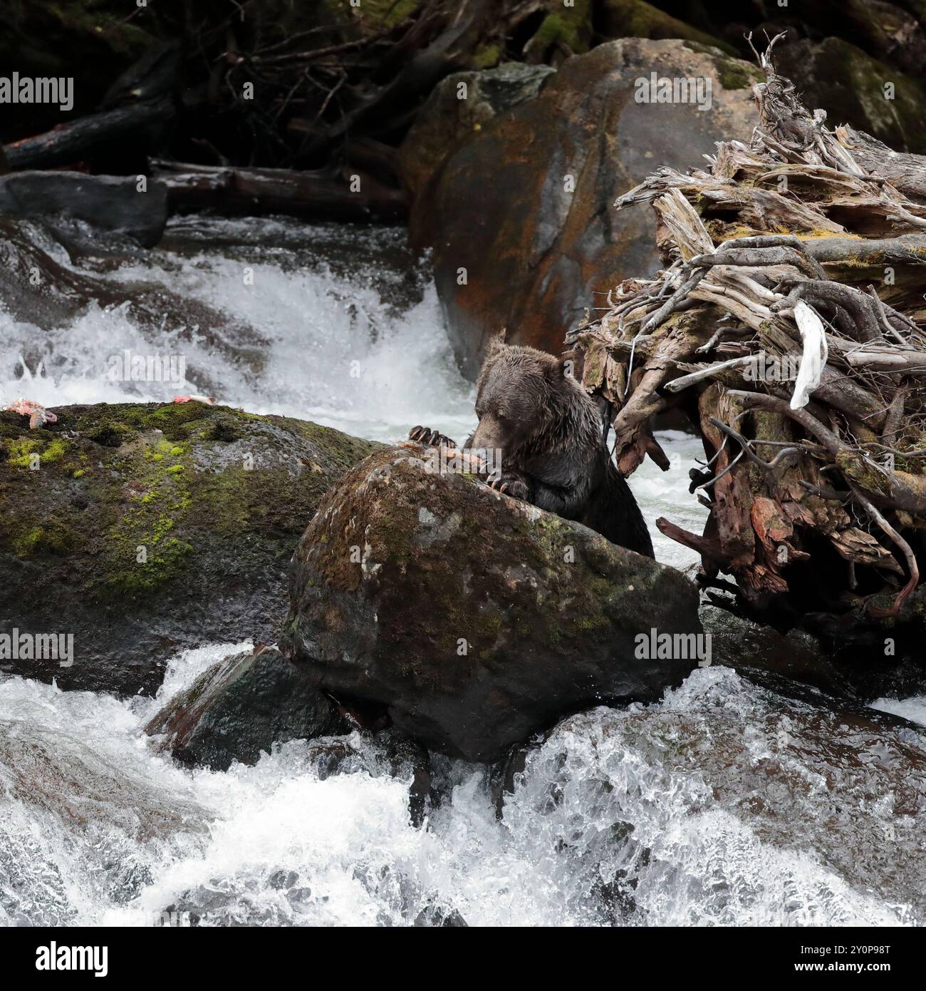 A grizzly bear (Ursus arctos horribilis) standing on rocks in a waterfall on the Kakweiken River, eating salmon that it has caught while fishing Stock Photo