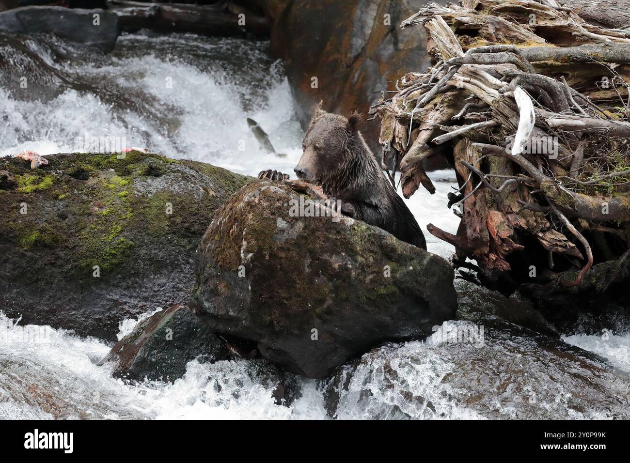 A grizzly bear (Ursus arctos horribilis) standing on rocks in a waterfall on the Kakweiken River, eating salmon that it has caught while fishing Stock Photo